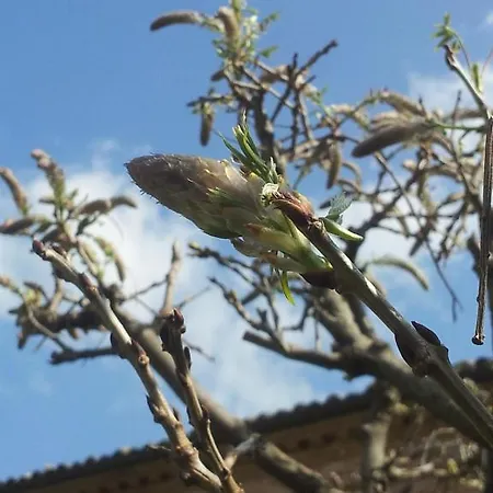 Dei Tigli * Fabriano